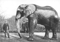 Scott with Jumbo