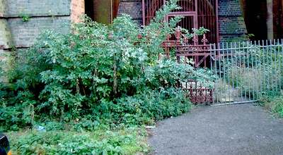 weeds in plinth 2